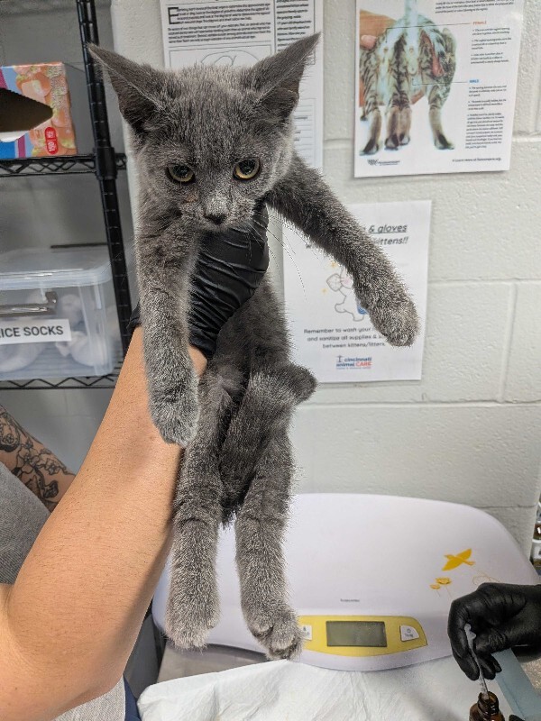 Help Rehome This Cat Pitch