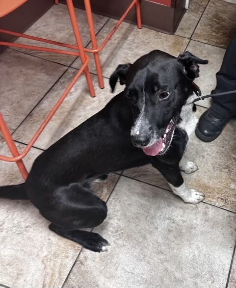 Learn More About Dustin Dustin - Dog