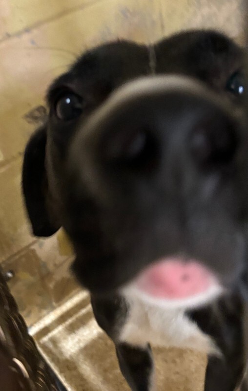 View Dustin the Dog Photo #3