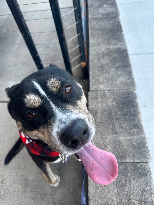 View Brody the Dog Photo #8