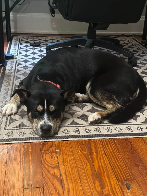 View Brody the Dog Photo #7