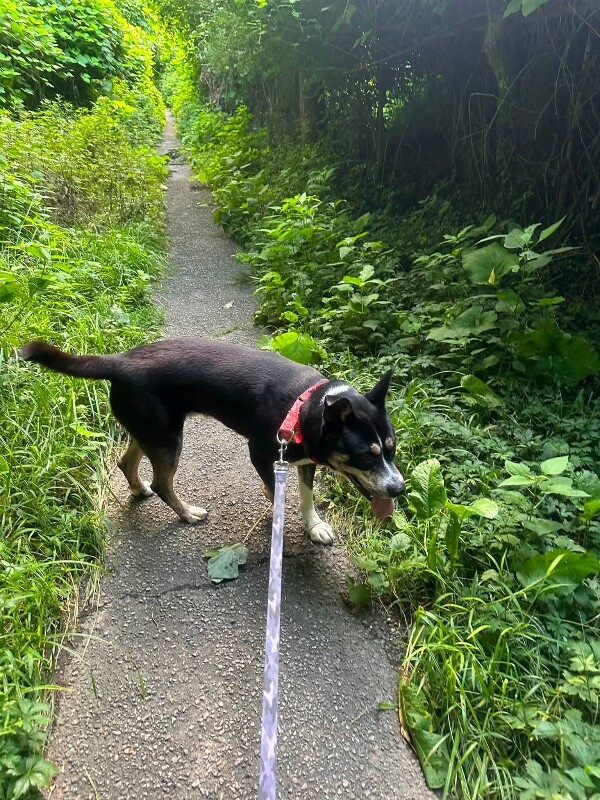View Brody the Dog Photo #9