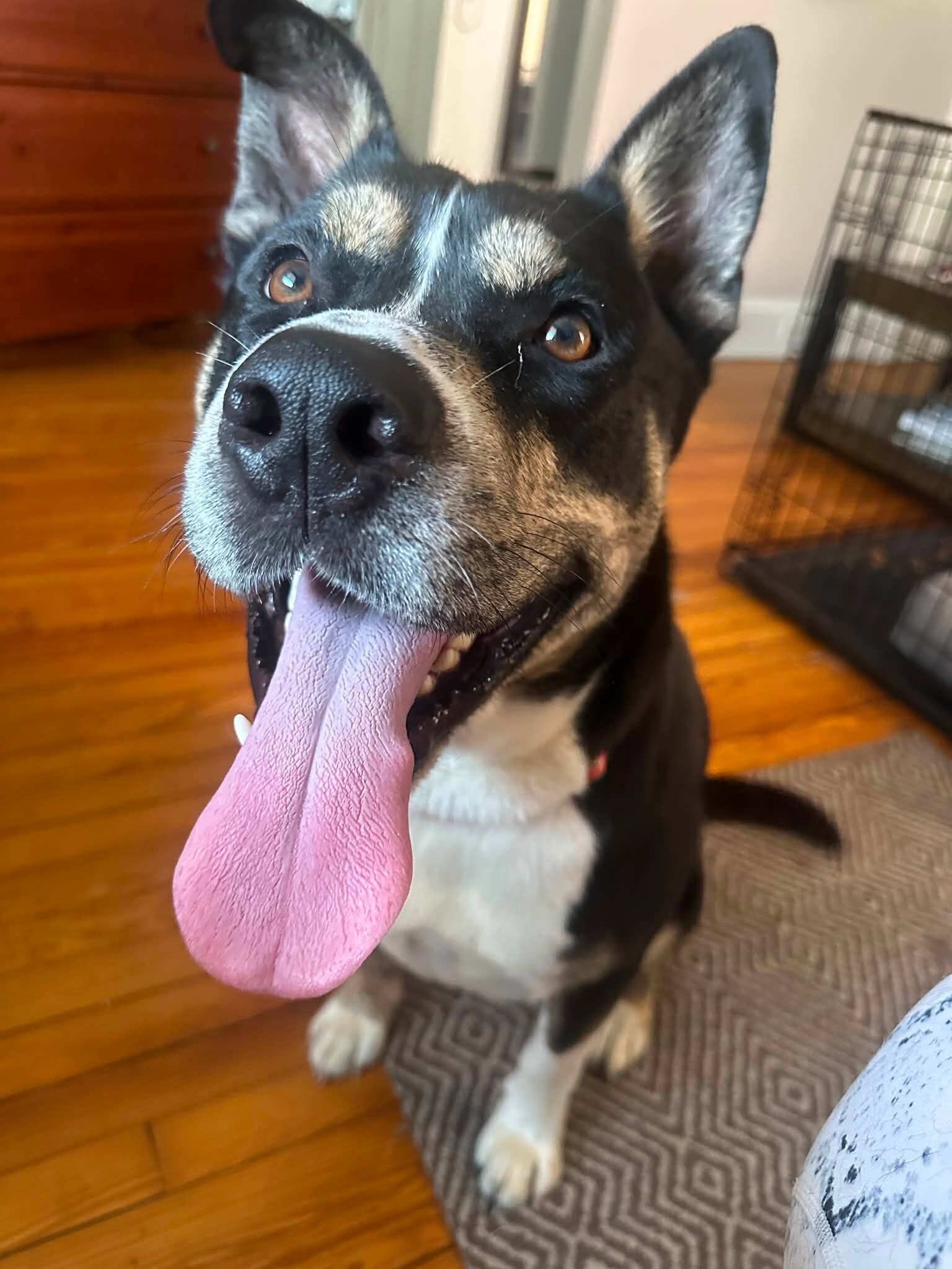 Brody - Dog