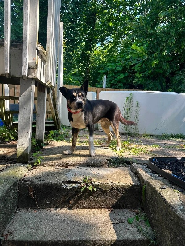 View Brody the Dog Photo #11