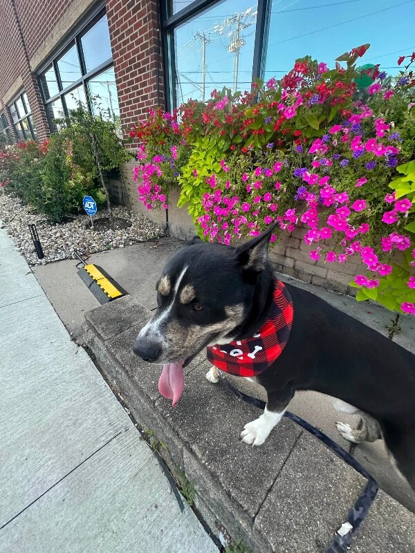 View Brody the Dog Photo #5