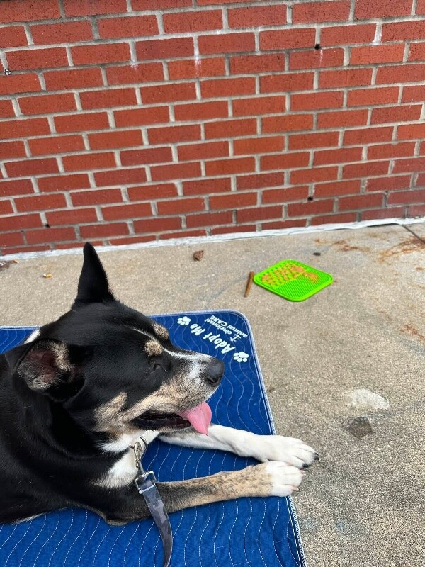 View Brody the Dog Photo #10