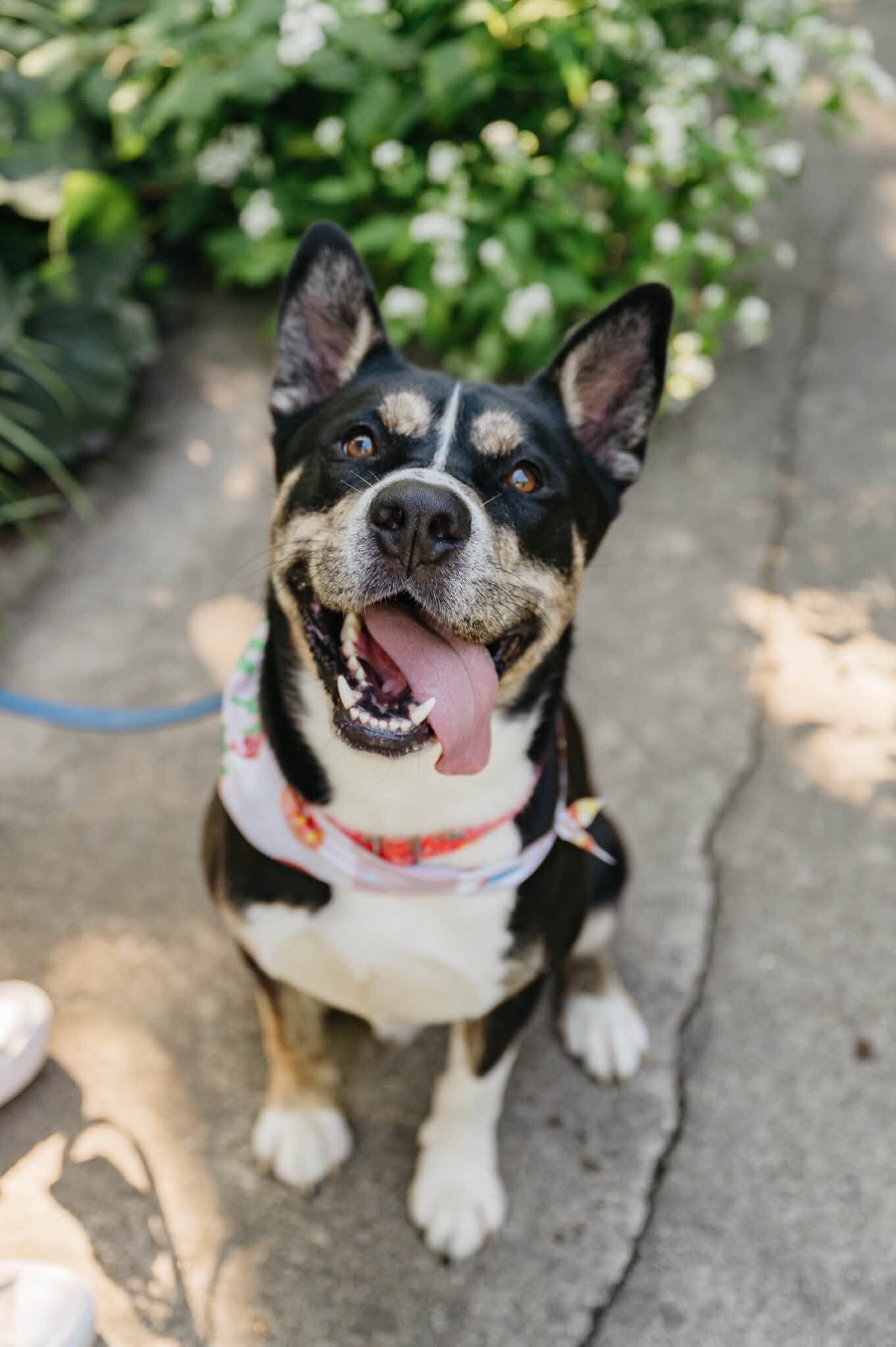 Learn More About Brody Brody - Dog