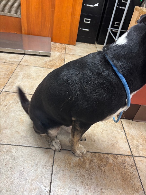 View Brody the Dog Photo #2