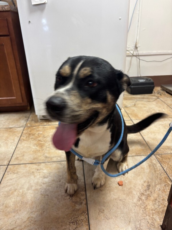 Learn More About Brody Brody - Dog