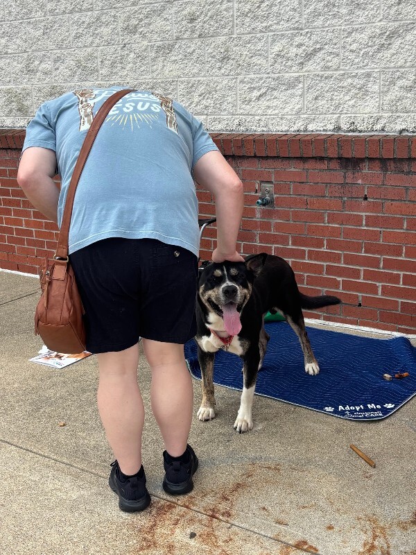 View Brody the Dog Photo #4