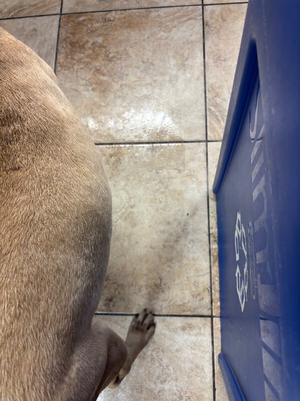 View Chad the Dog Photo #3