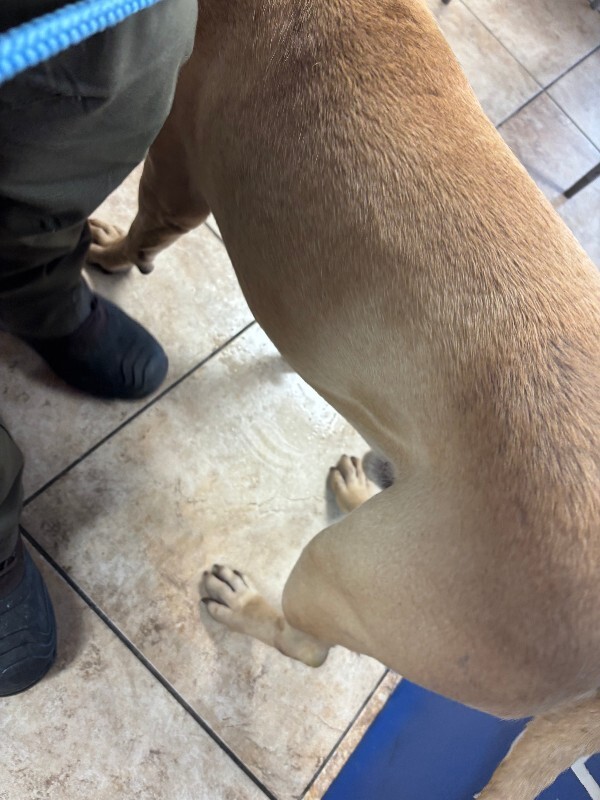 View Chad the Dog Photo #2