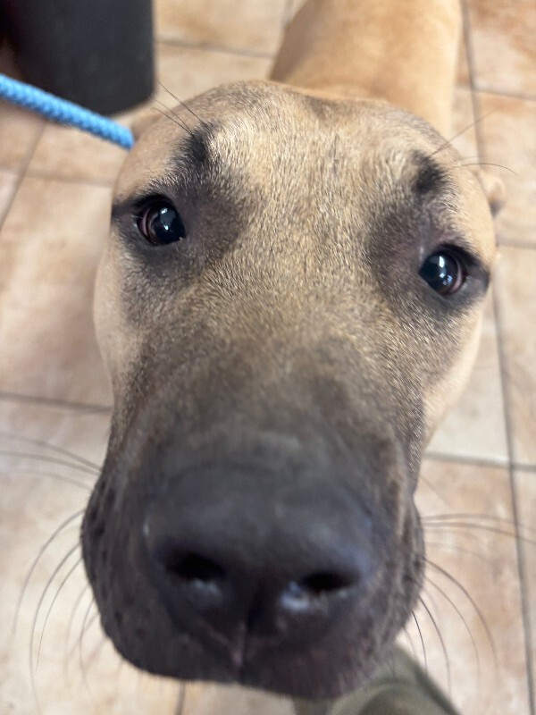 Learn More About Chad Chad - Dog