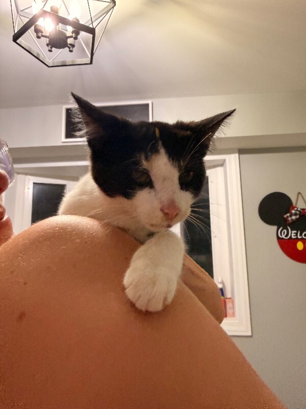 Help Rehome This Cat Unknown