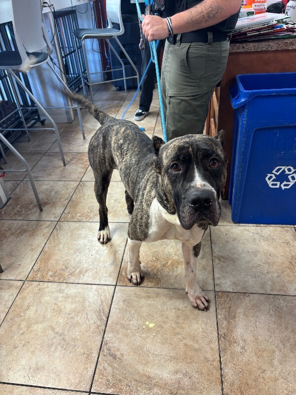 Learn More About Draco (actual) Draco (Actual) - Dog