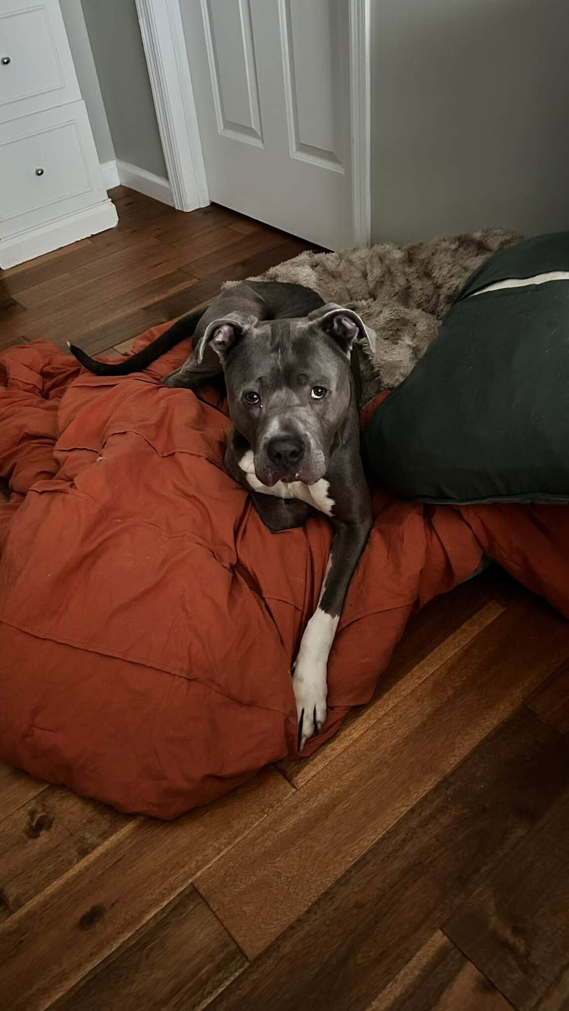 View Odysseus the Dog Photo #7