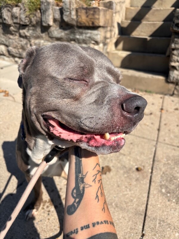 View Odysseus the Dog Photo #6