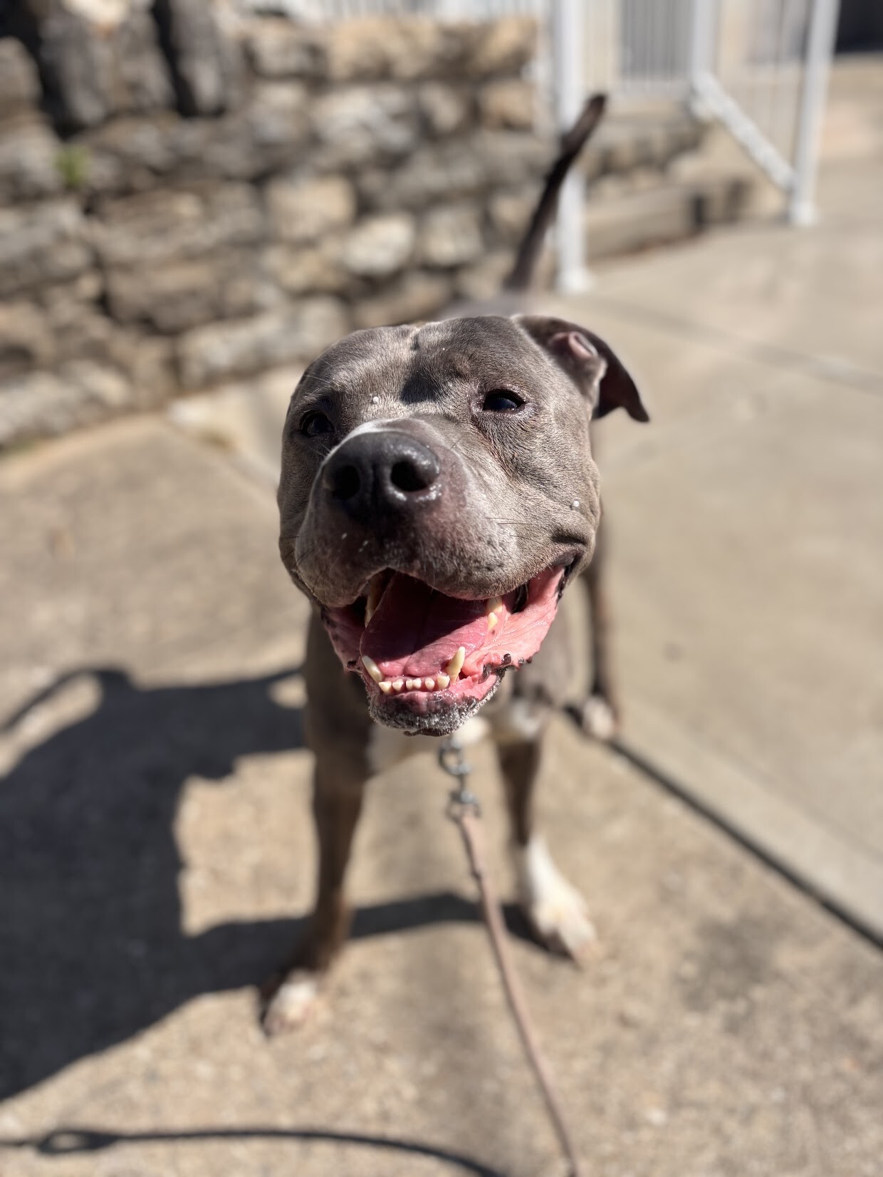 Odysseus - Dog