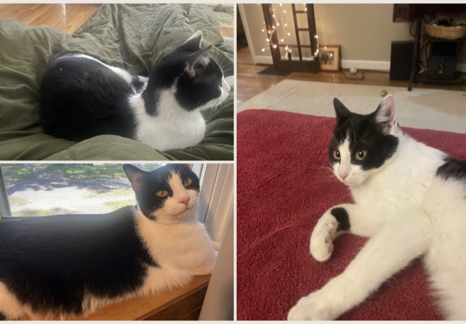 Help Rehome This Cat Taiji