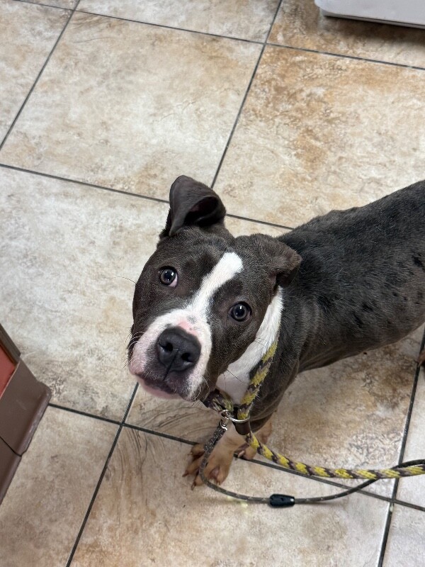 Learn More About Tootsie Tootsie - Dog