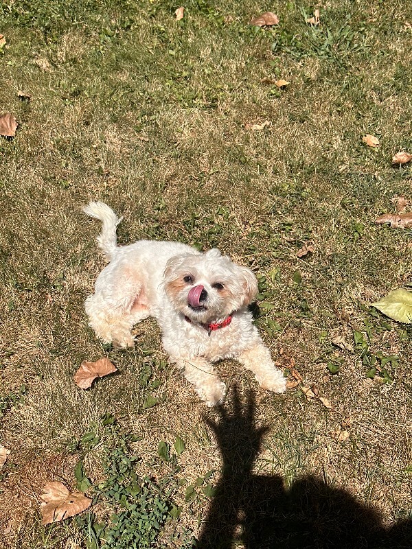 Have You Seen Coco? Coco - Dog