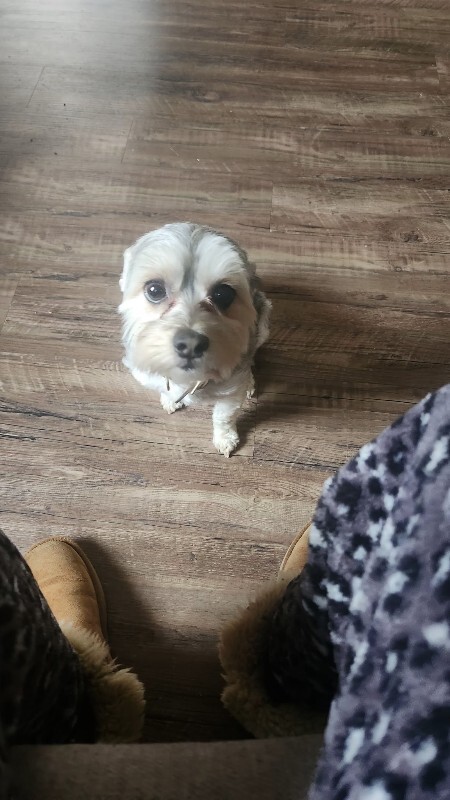 Have You Seen Diesel? Diesel - Dog