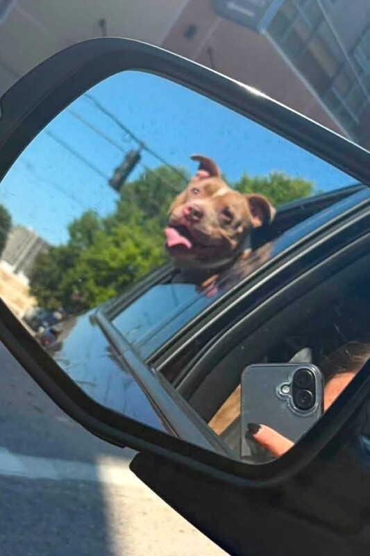 View Pip the Dog Photo #2