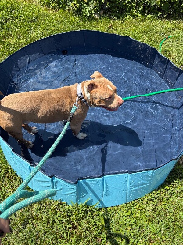 View Pip the Dog Photo #5