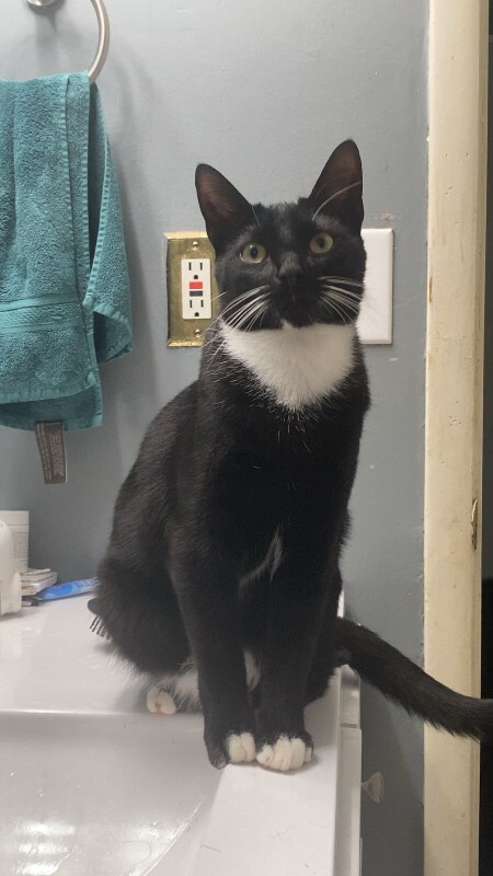 Have You Seen Beau? Beau - Cat