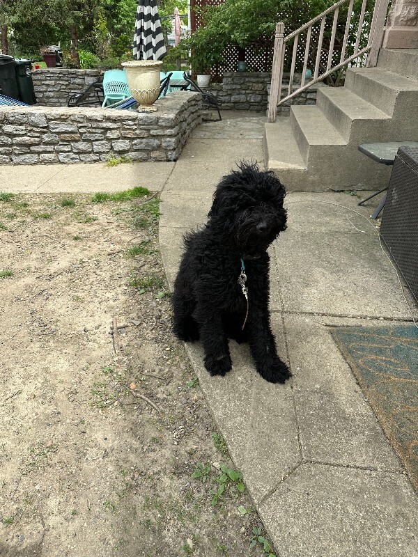 Have You Seen Brooks? Brooks - Dog