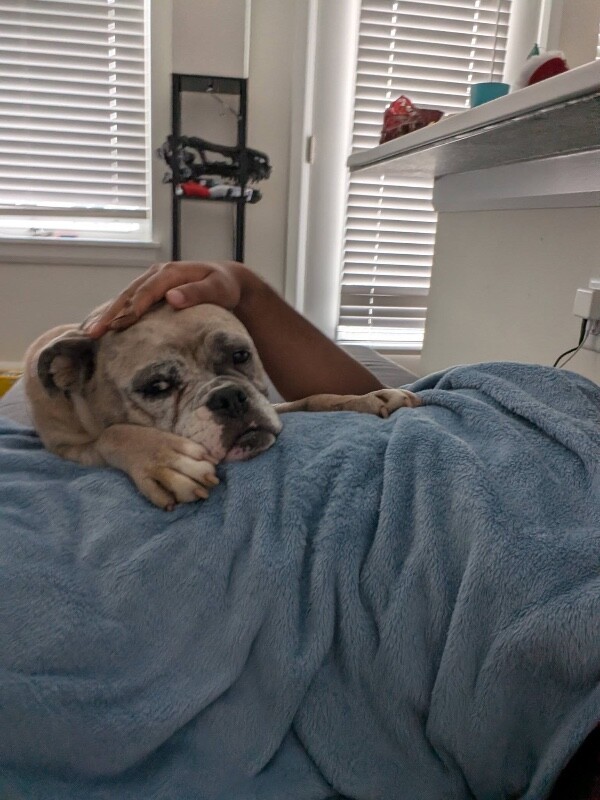 View Nadiya the Dog Photo #4