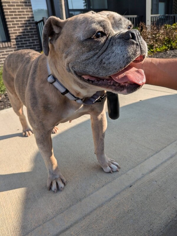View Nadiya the Dog Photo #5