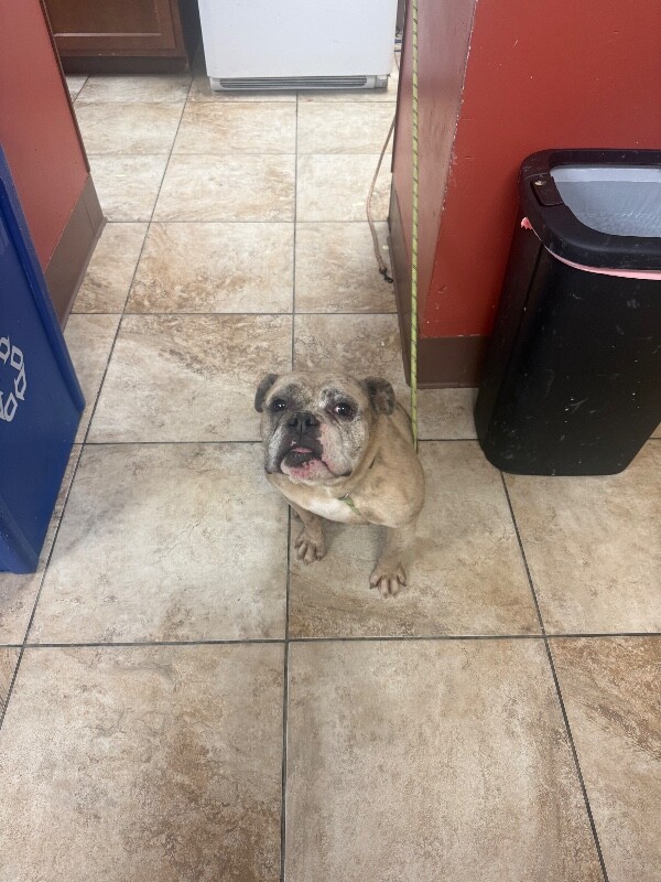 View Nadiya the Dog Photo #4