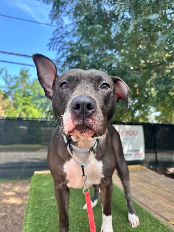 Brooklyn - Dog