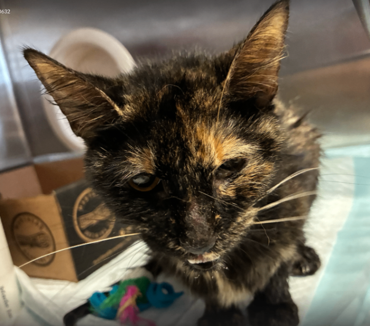 Learn More About Sally Sally - Cat
