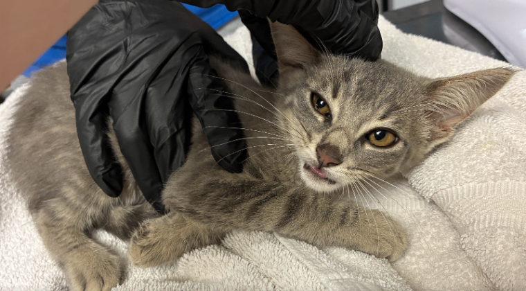Learn More About Grape Grape - Cat