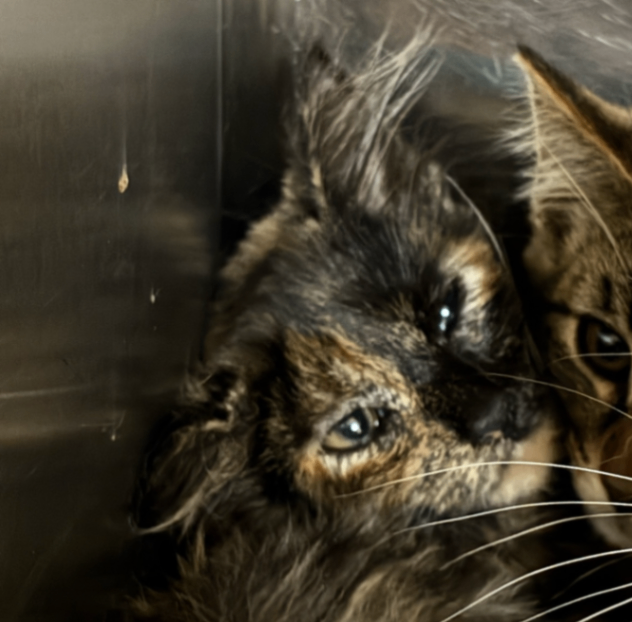 Learn More About Nectarine Nectarine - Cat