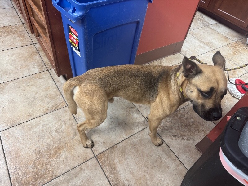 Downty - Dog