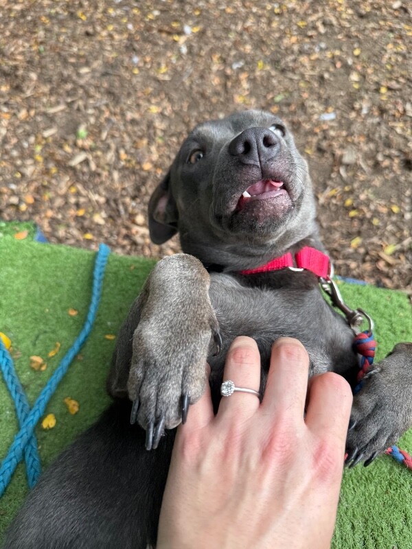 View Hot Cheeto the Dog Photo #3