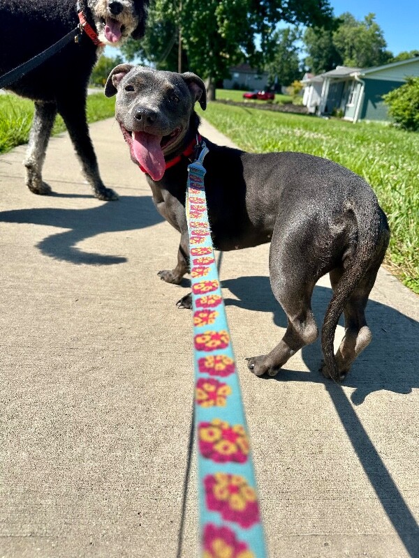 Hot Cheeto - Dog