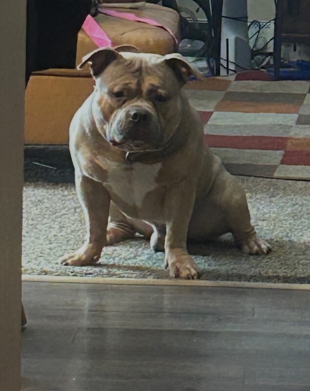 Have You Seen Jango? Jango - Dog