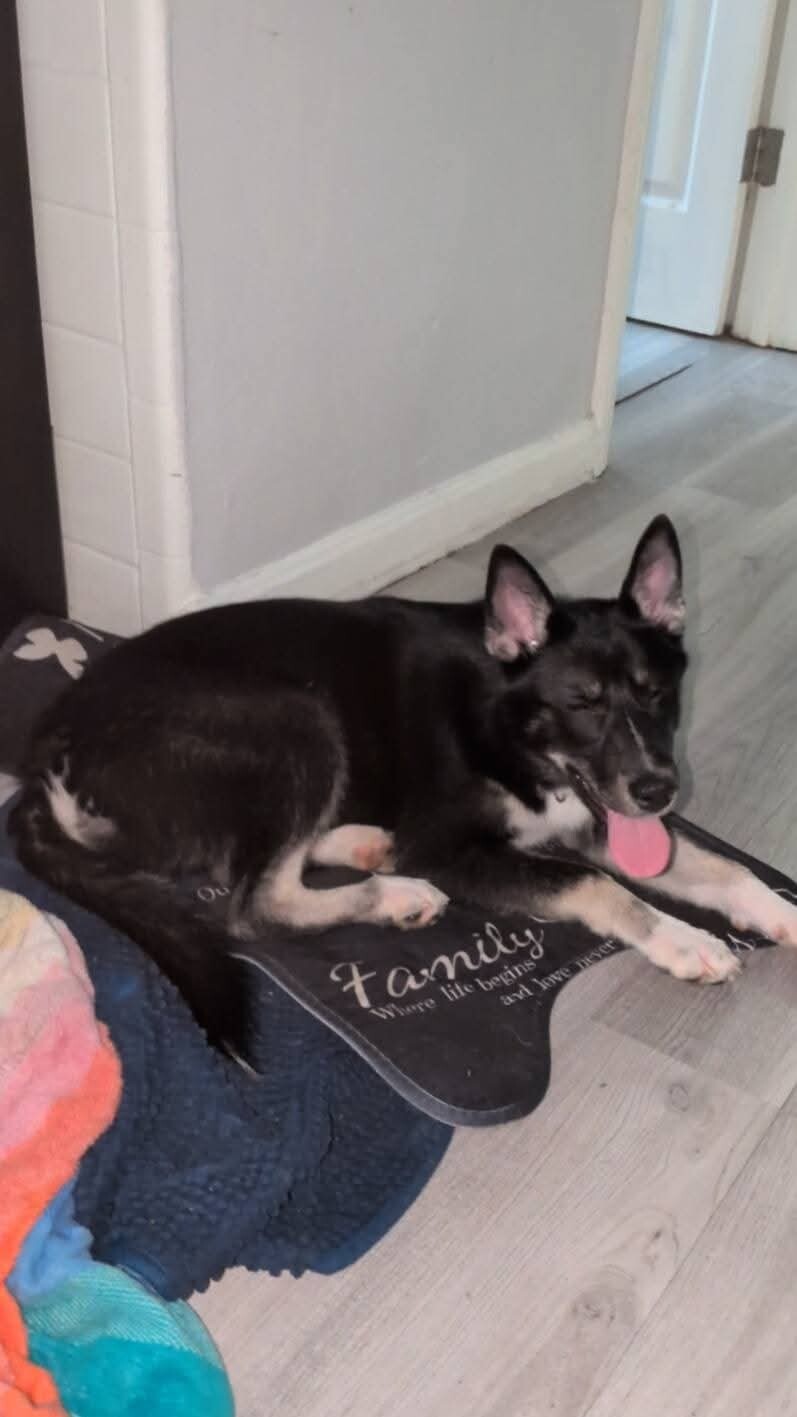 Have You Seen Sadie? Sadie - Dog