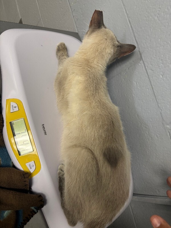 View Bibbs the Cat Photo #3