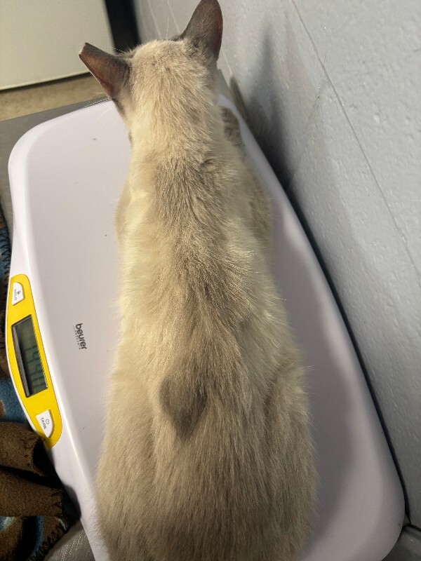 View Bibbs the Cat Photo #2