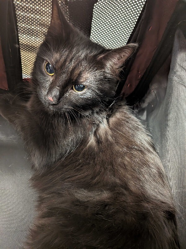 Learn More About Midnight Midnight - Cat