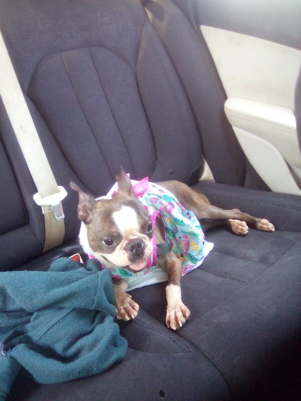 Have You Seen Coco? Coco - Dog