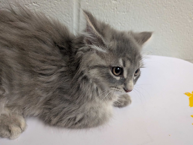 Learn More About Howl Howl - Cat