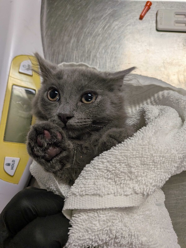 Learn More About Sophie Sophie - Cat