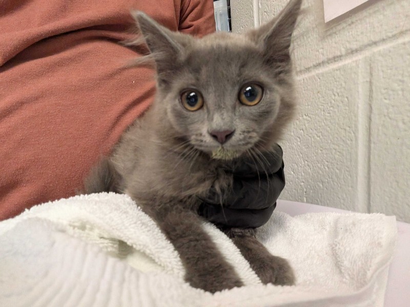 Learn More About Calcifer Calcifer - Cat