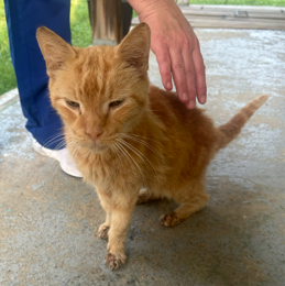 Help Rehome This Cat Unknown - Cat